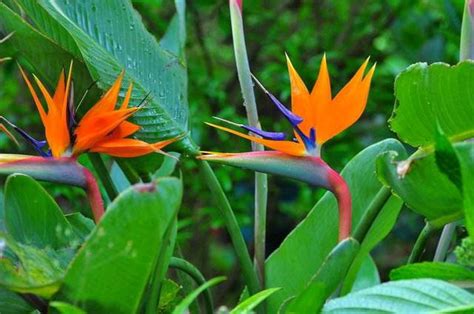 白花天堂鳥花語|天堂鳥的花語是什麼，天堂鳥花語和傳説/象徵着自由和幸福